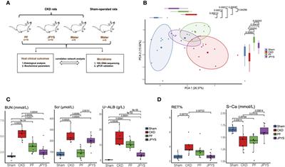 Distinct Responses of Gut Microbiota to Jian-Pi-Yi-Shen Decoction Are Associated With Improved Clinical Outcomes in 5/6 Nephrectomized Rats